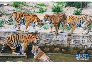 “出山”纳�?东北虎“亲水消暑�?201...